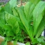 Cải bẹ xanh tươi, an toàn